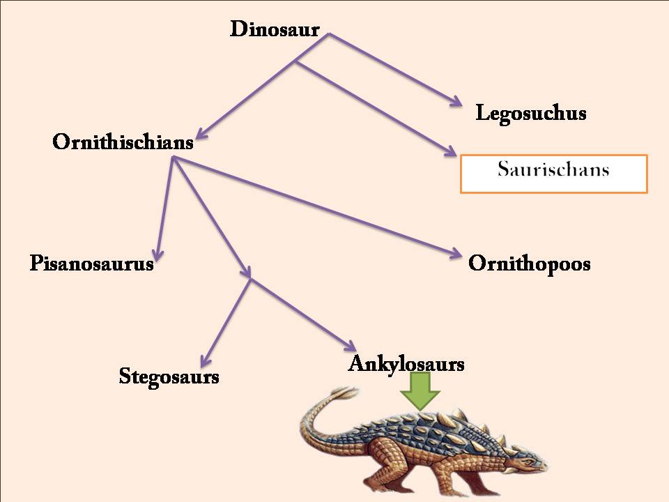 Ankylosaurus family